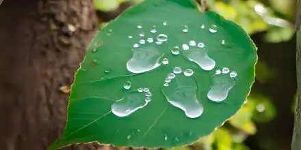 Hoja de planta con gotas de agua en forma de huella